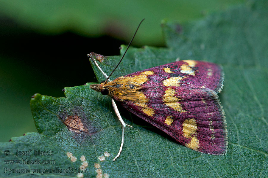 Pyrausta purpuralis