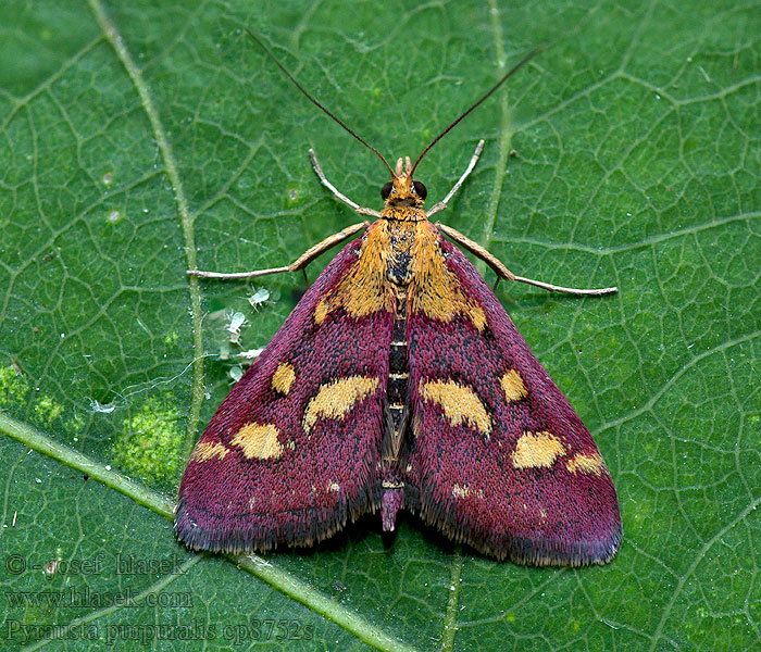 Pyrausta purpuralis