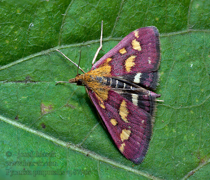 Pyrausta purpuralis