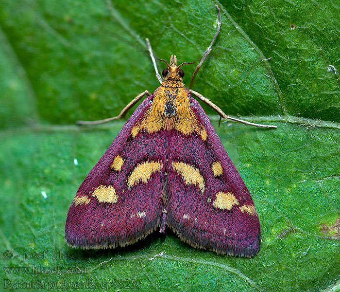 Pyrausta purpuralis