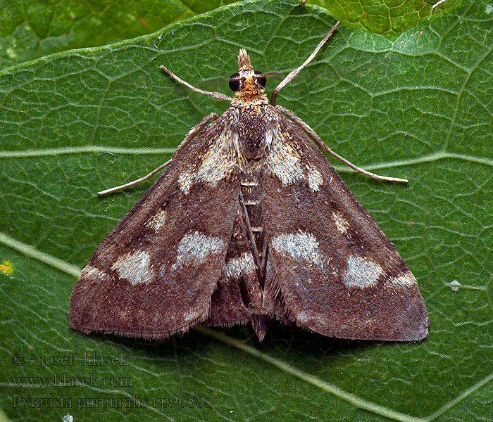 Pyrausta purpuralis