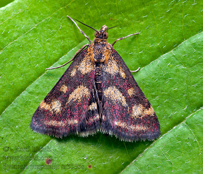 Pyrausta purpuralis