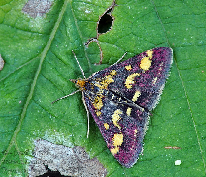 Pyrausta purpuralis