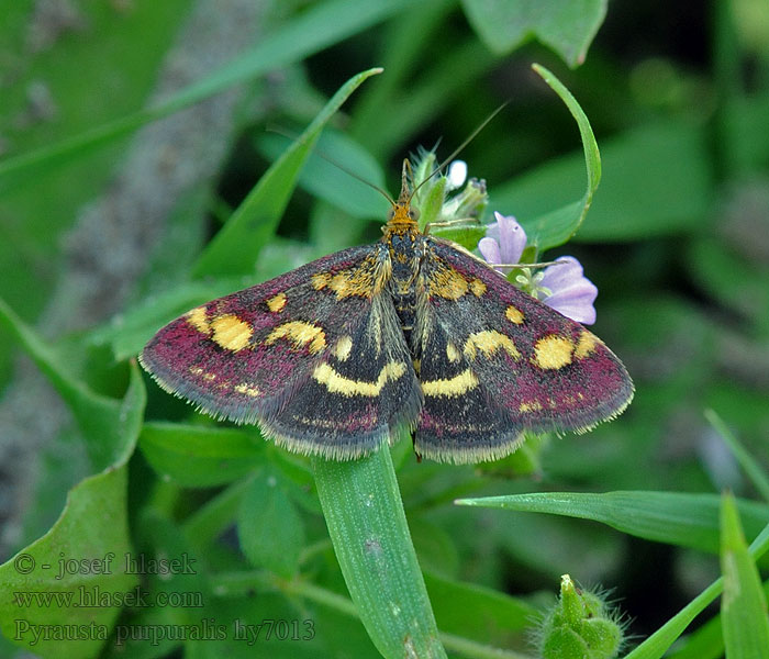 Pyrausta purpuralis