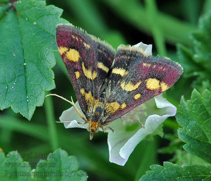 Pyrausta purpuralis