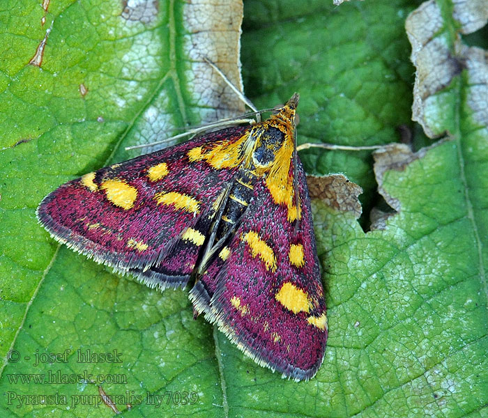 Pyrausta purpuralis