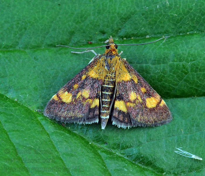 Purpurroter Zünsler Pyrausta purpuralis