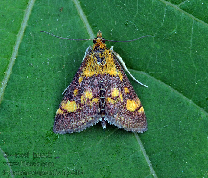 Vijačka purpurová Pyrausta purpuralis