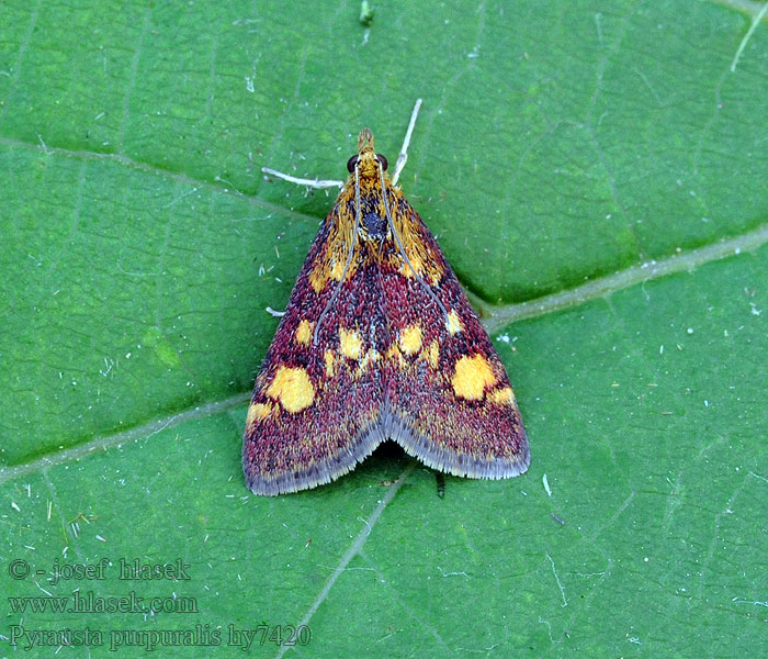 Zavíječ purpurový Pyrausta purpuralis