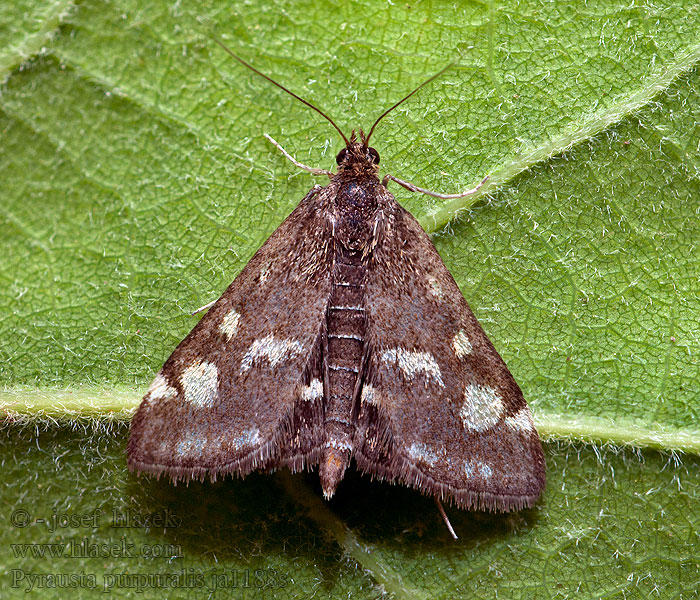 Pyrausta purpuralis