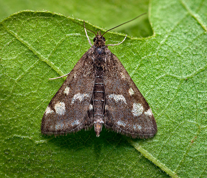 Pyrausta purpuralis