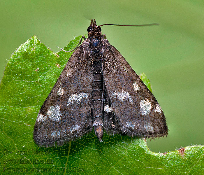 Pyrausta purpuralis