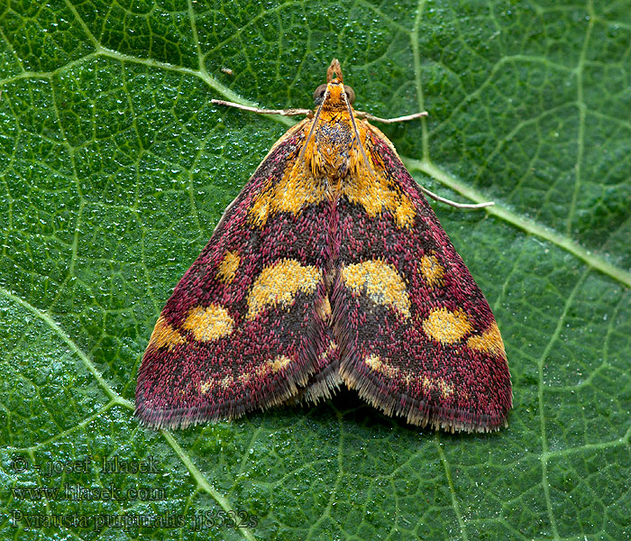 Purpurroter Zünsler Zavíječ purpurový Pyrausta purpuralis