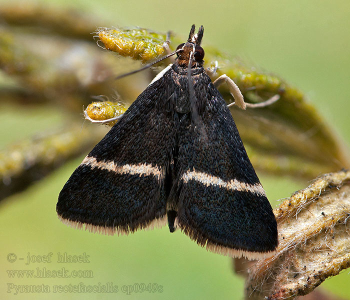 Pyrausta rectefascialis