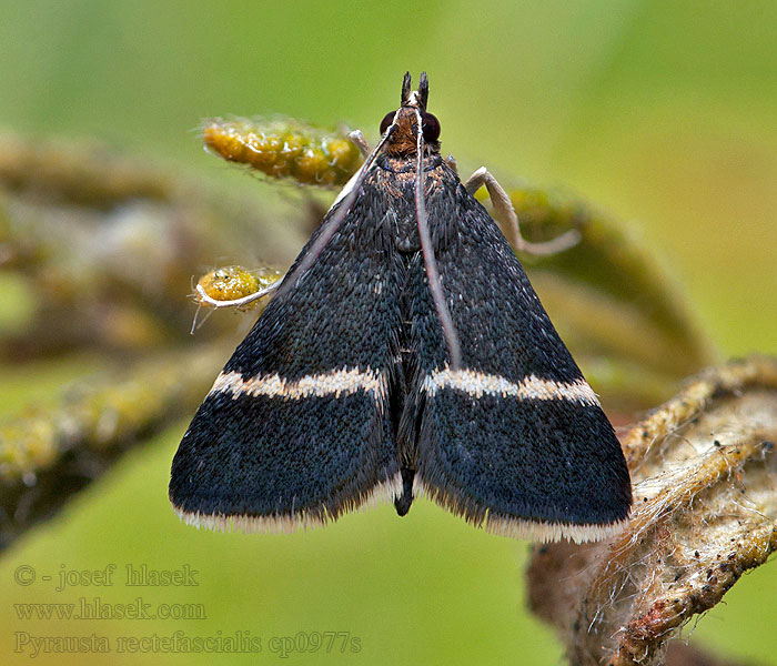 Pyrausta rectefascialis