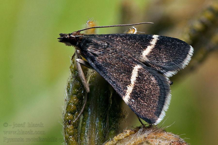 Pyrausta rectefascialis