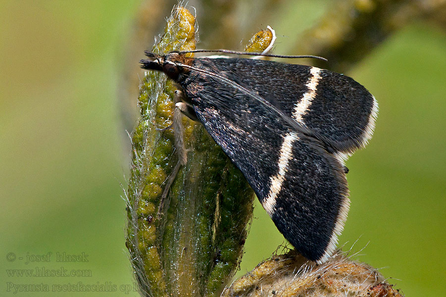 Pyrausta rectefascialis