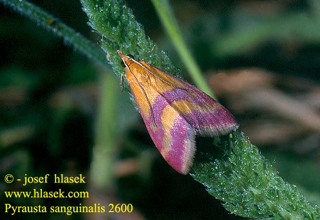 Pyrausta sanguinalis Zavíječ krvavý Vijačka krvavočervená Blodrött ljusmott Мотылёк кровавый