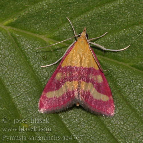 Blodrött ljusmott Мотылёк кровавый Pyrausta sanguinalis Zavíječ krvavý Vijačka krvavočervená