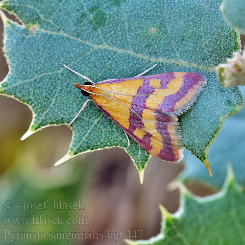 Zavíječ krvavý Vijačka krvavočervená Blodrött ljusmott Мотылёк кровавый Pyrausta sanguinalis