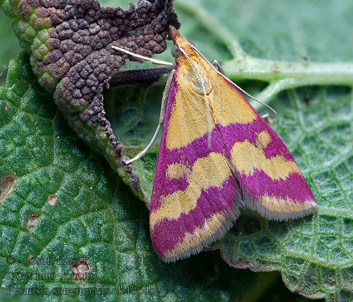 Pyrausta sanguinalis