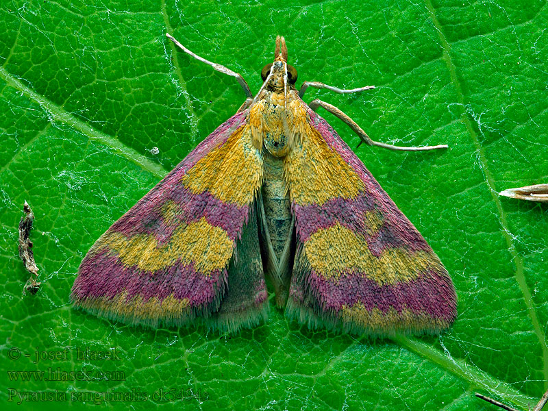 Pyrausta sanguinalis