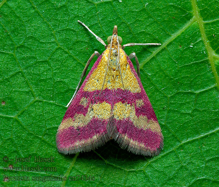 Pyrausta sanguinalis