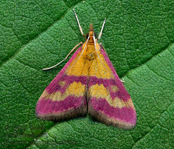 Pyrausta sanguinalis