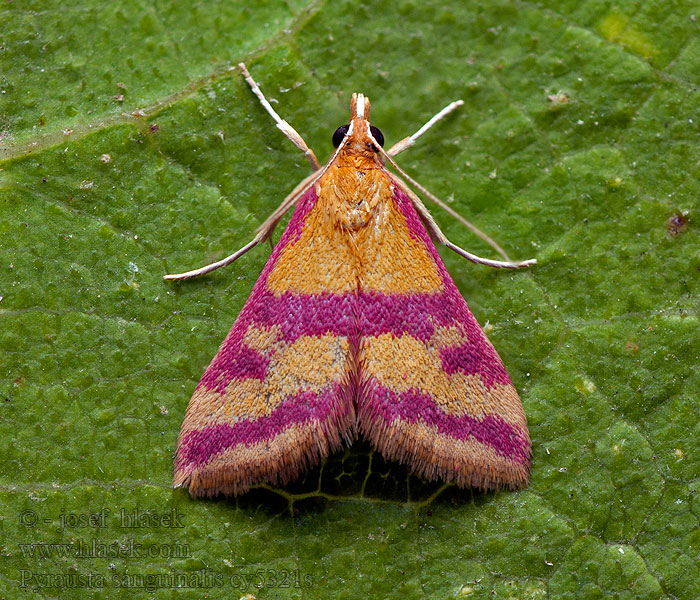 Pyrausta sanguinalis