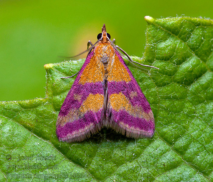 Pyrausta sanguinalis