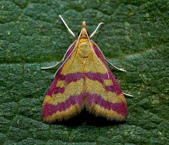 Pyrausta sanguinalis