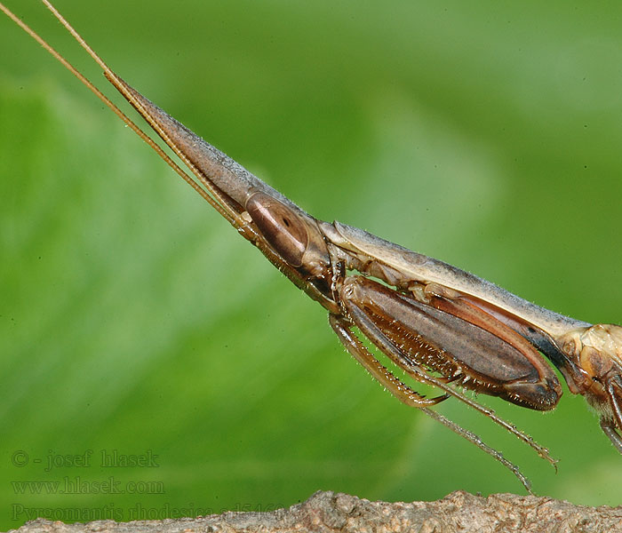 Pyrgomantis rhodesica