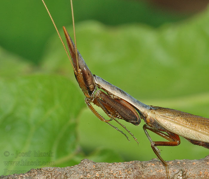 Pyrgomantis rhodesica