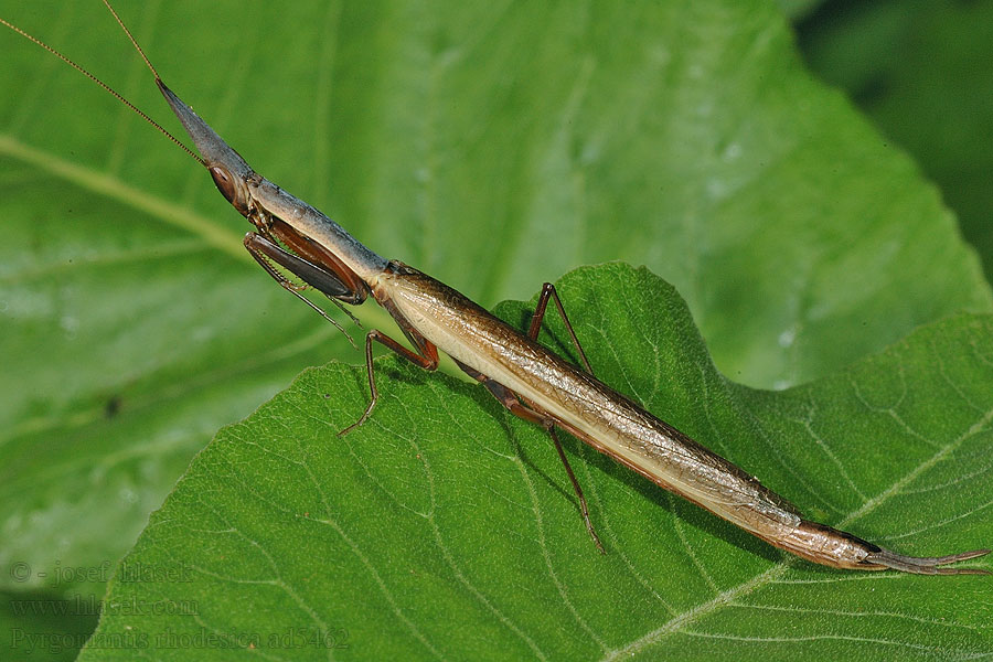 Pyrgomantis rhodesica