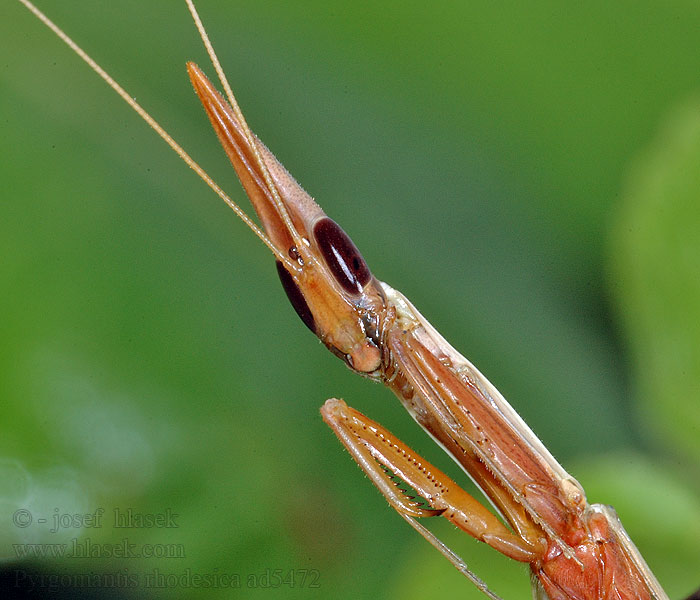 Pyrgomantis rhodesica