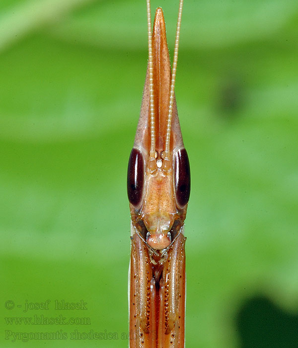 Pyrgomantis rhodesica