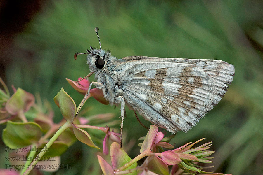 Pyrgus alveus Large Grizzled Skipper Plain-Chant Hegyi busalepke