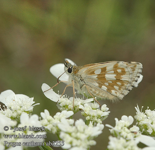 Pyrgus carthami Safflower Skipper Hespérie carthame