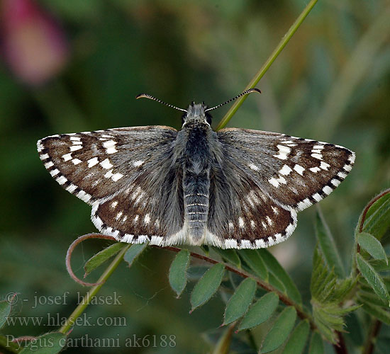 Súmračník ibišový Soumračník proskurníkový fritillarius