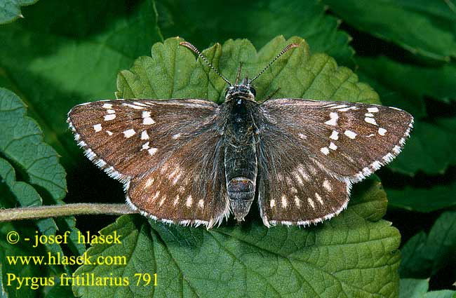 Pyrgus fritillarius 791 UK: Safflower Skipper FR: L'hespérie du carthame NL: Witgezoomd spikkeldikkopje HU: Nagy busalepke DE: Steppenheiden-Würfel-Dickkopffalter PL: Powszelatek chabrowiec SK: Súmračník ibišový CZ: Soumračník proskurníkový SYN: carthami