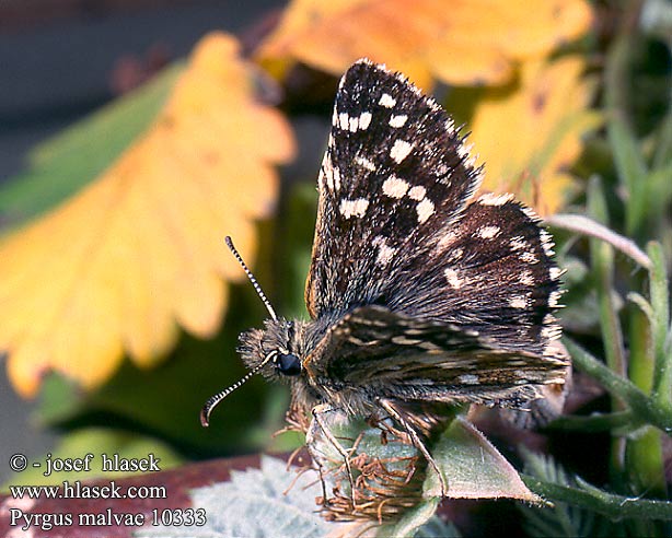 Pyrgus malvae Grizzled skipper Spættet bredpande Mansikkakirjosiipi