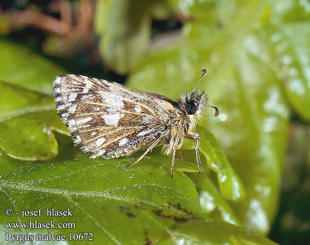 Pyrgus malvae Soumračník jahodníkový Smultronvisslare ヒメチャマダラセセリ