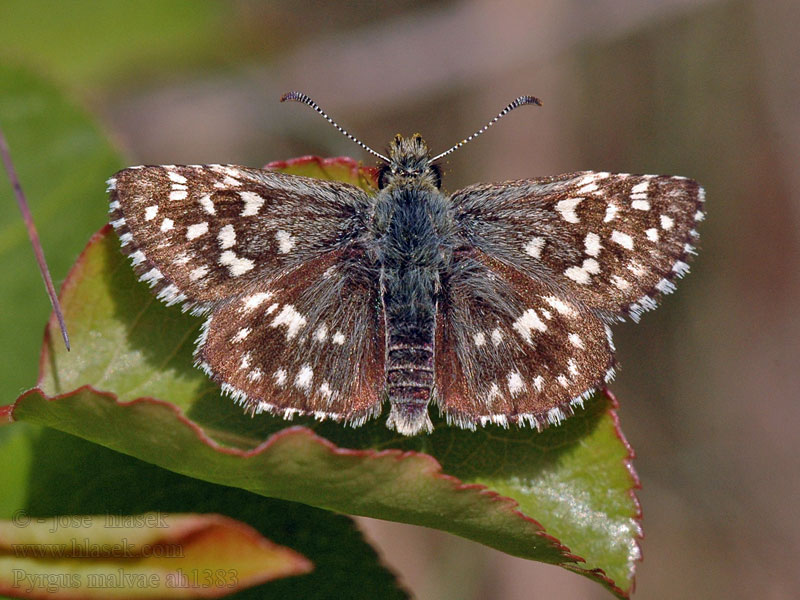 Malvendickkopf Pyrgus malvae