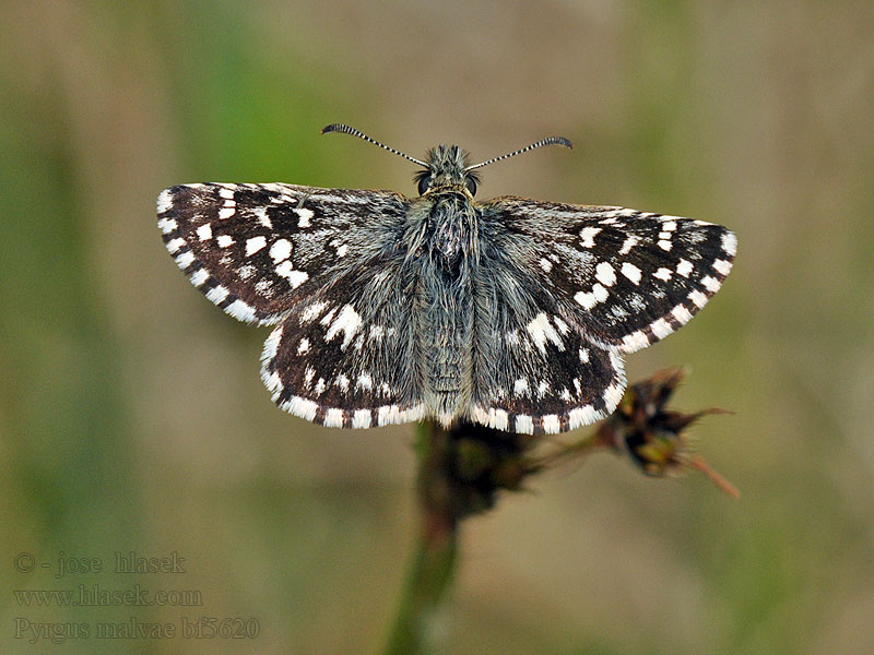 Powszelatek malwowiec Pyrgus malvae