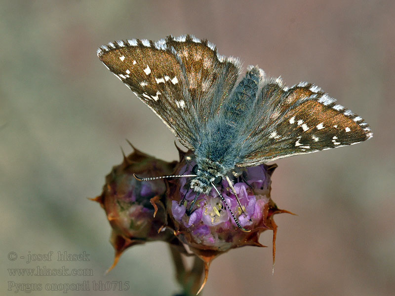 Pyrgus onopordi Ambossfleck-Würfel-Dickkopffalter