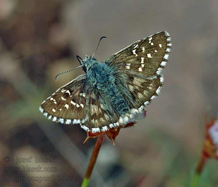 Pyrgus onopordi Rosy grizzled skipper