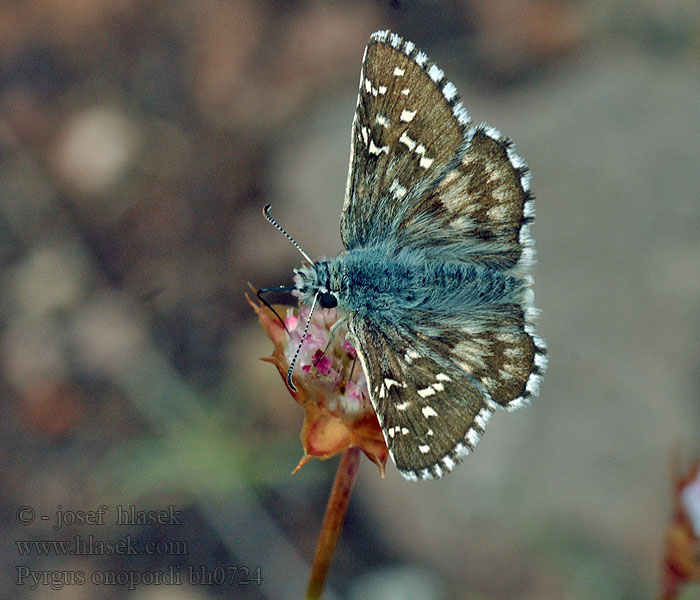 Pyrgus onopordi Hespérie malope