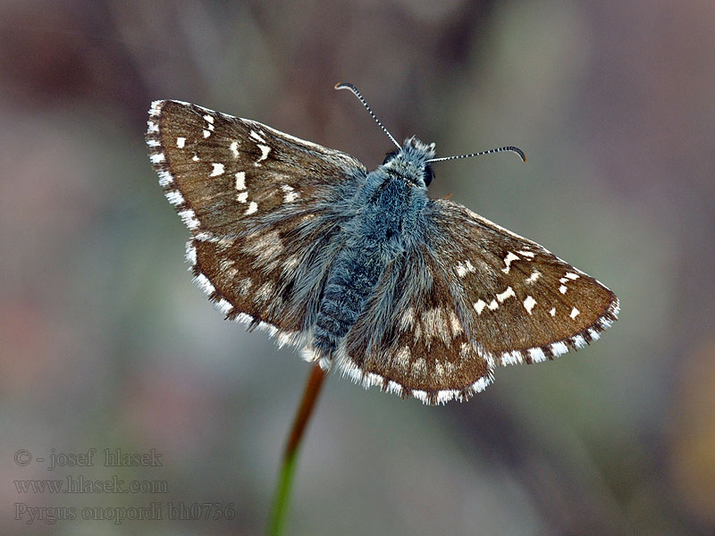 Pyrgus onopordi Powszelatek onopordi