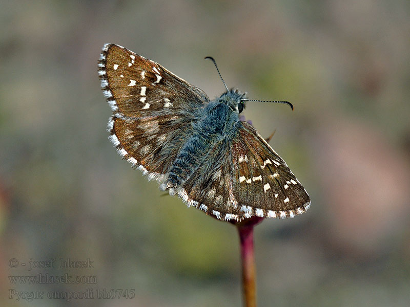 Pyrgus onopordi Ibériai busalepke