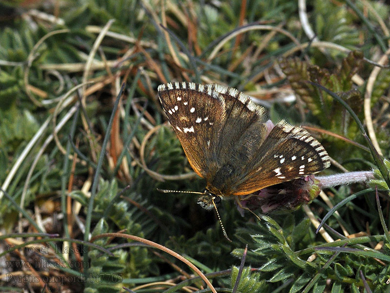 Pyrgus onopordi